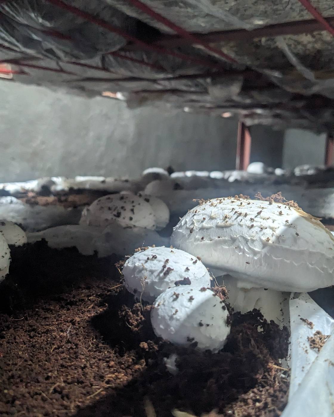 Substrate bags on racks, mist visible
