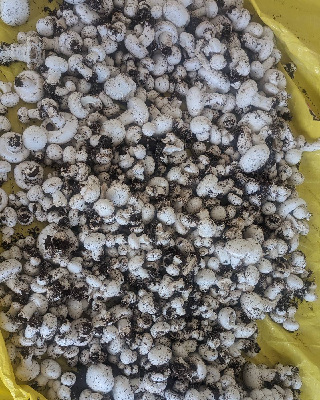 Button mushrooms growing close up